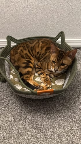 Customer's brown spotted cat resting comfortably inside the Instinct Basket, a round green woven bed.