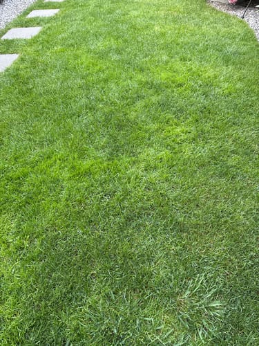 Customer's lush, green lawn restored by the RASENBLITZ RASENRETTER SOMMER SET.