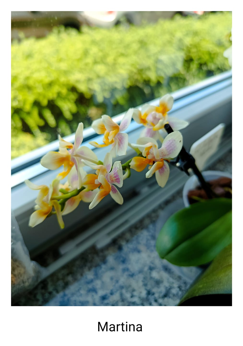 Customer photo review of Duftorchidee Table Dance Martina mit hellgelben Blüten und 2 Rispen