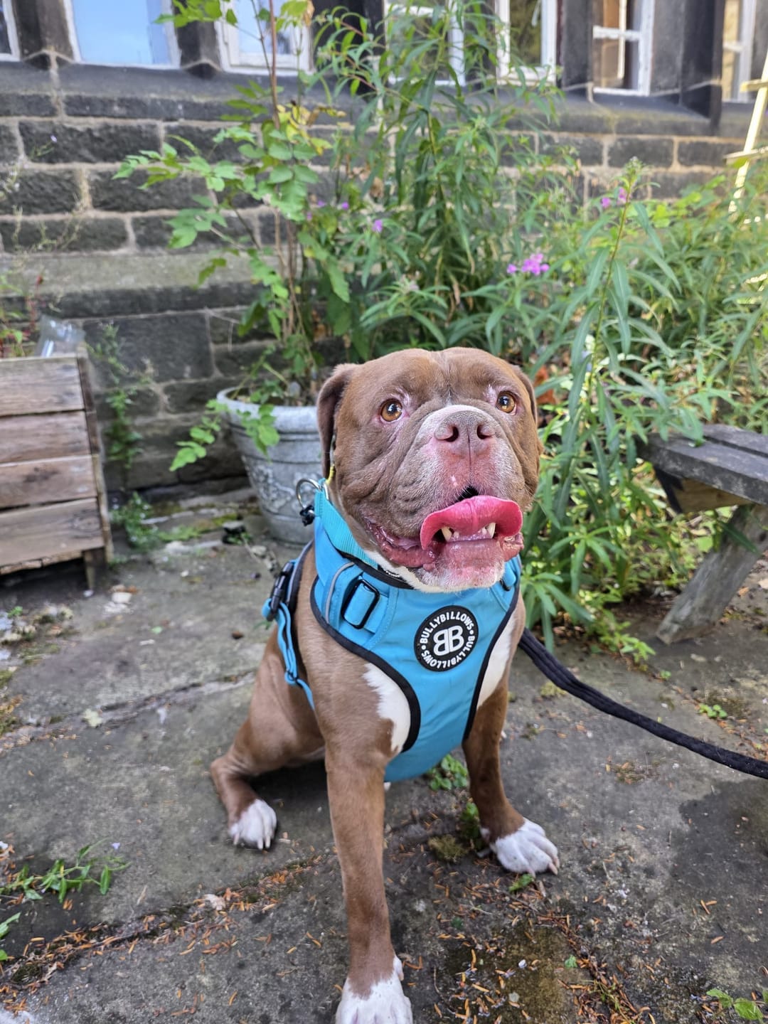 Customer photo review of Comfort Premium Harness | Non Restrictive - Light Blue