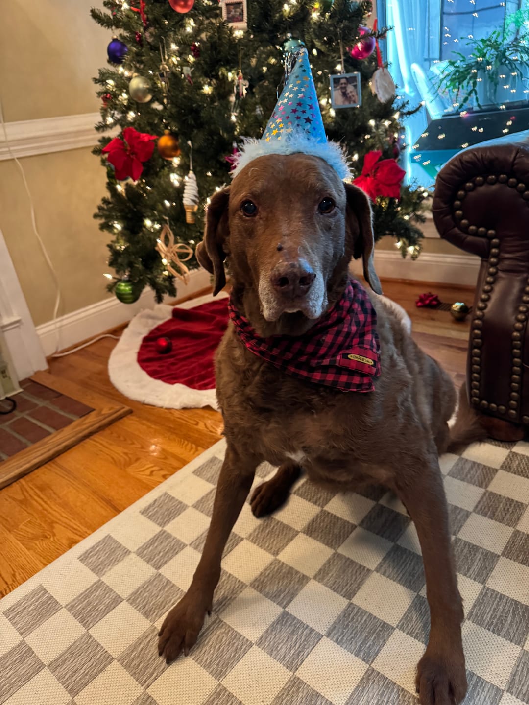 Customer photo review of furMe™️ Professional PLUS Pet Grooming Vacuum Kit