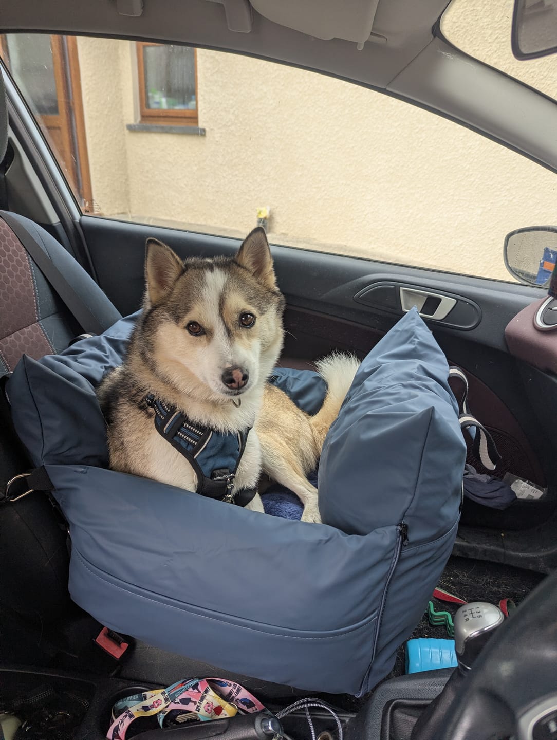 Customer photo review of The Dog Dock V2 New & Improved with ISO Fix