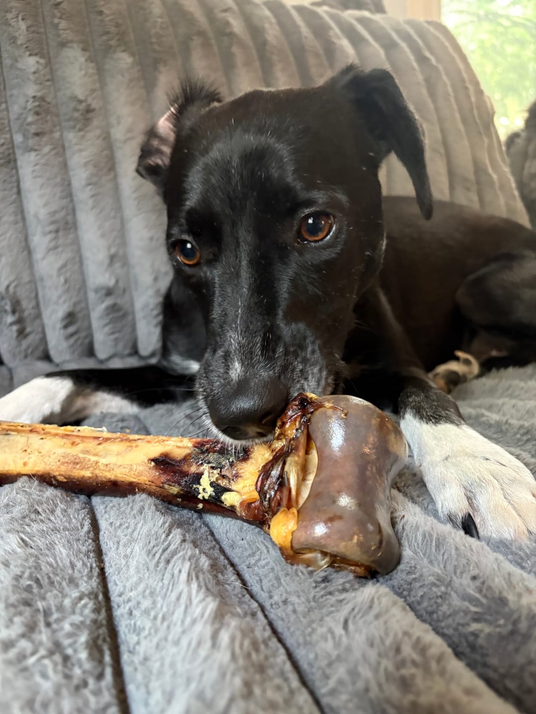Customer photo review of Medium Ostrich Cane (10" x 3"): The Long-Lasting, Flavor-Packed Chew for Medium & Large Dogs