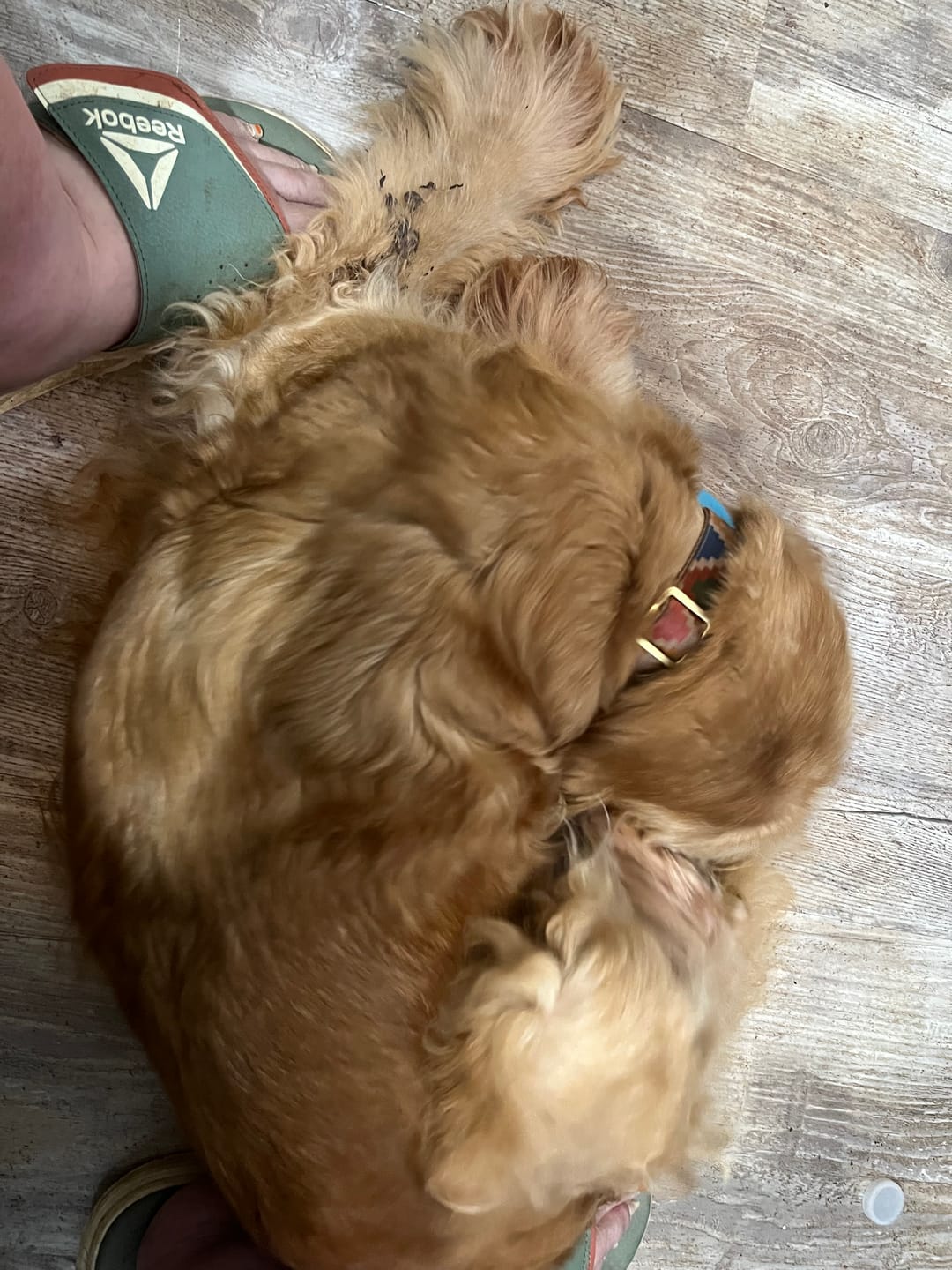 Customer photo review of FurLife™ 12 Months Flea and Tick Free