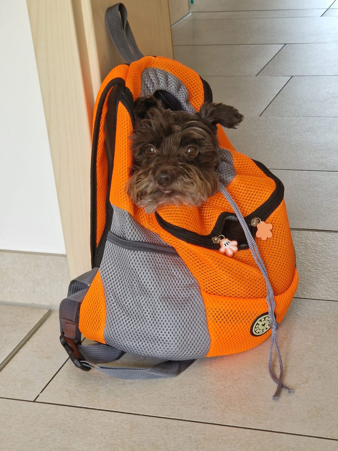 Customer photo review of Hunde-Rucksack bis 15 kg – Transportrucksack für kleine Hunde