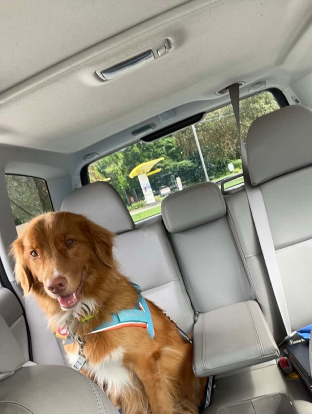 Customer photo review of Grab & Go Harness - Teal & Apricot