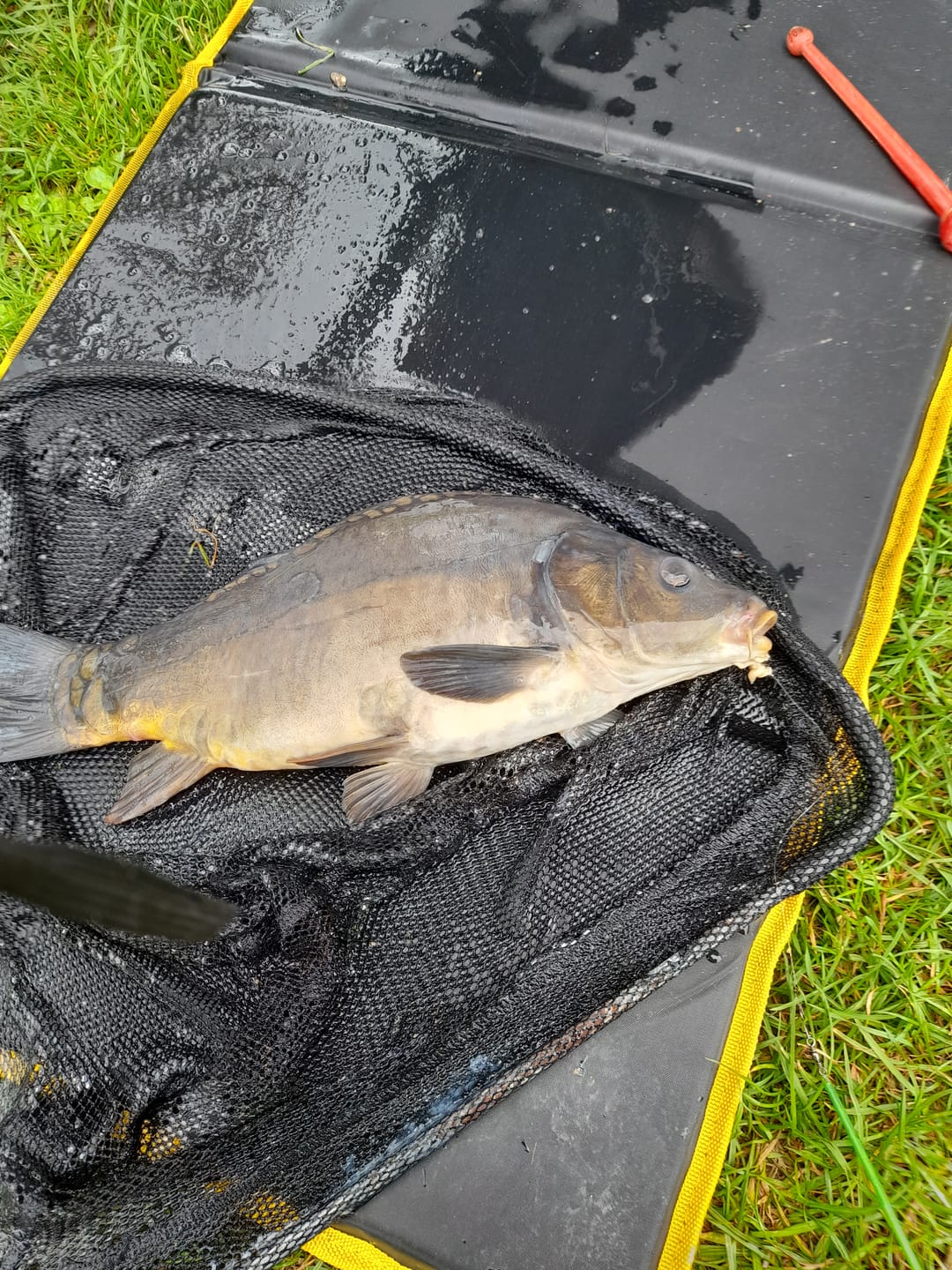 Customer photo review of FLAVOURED (BAIT BAND) PELLETS 300g