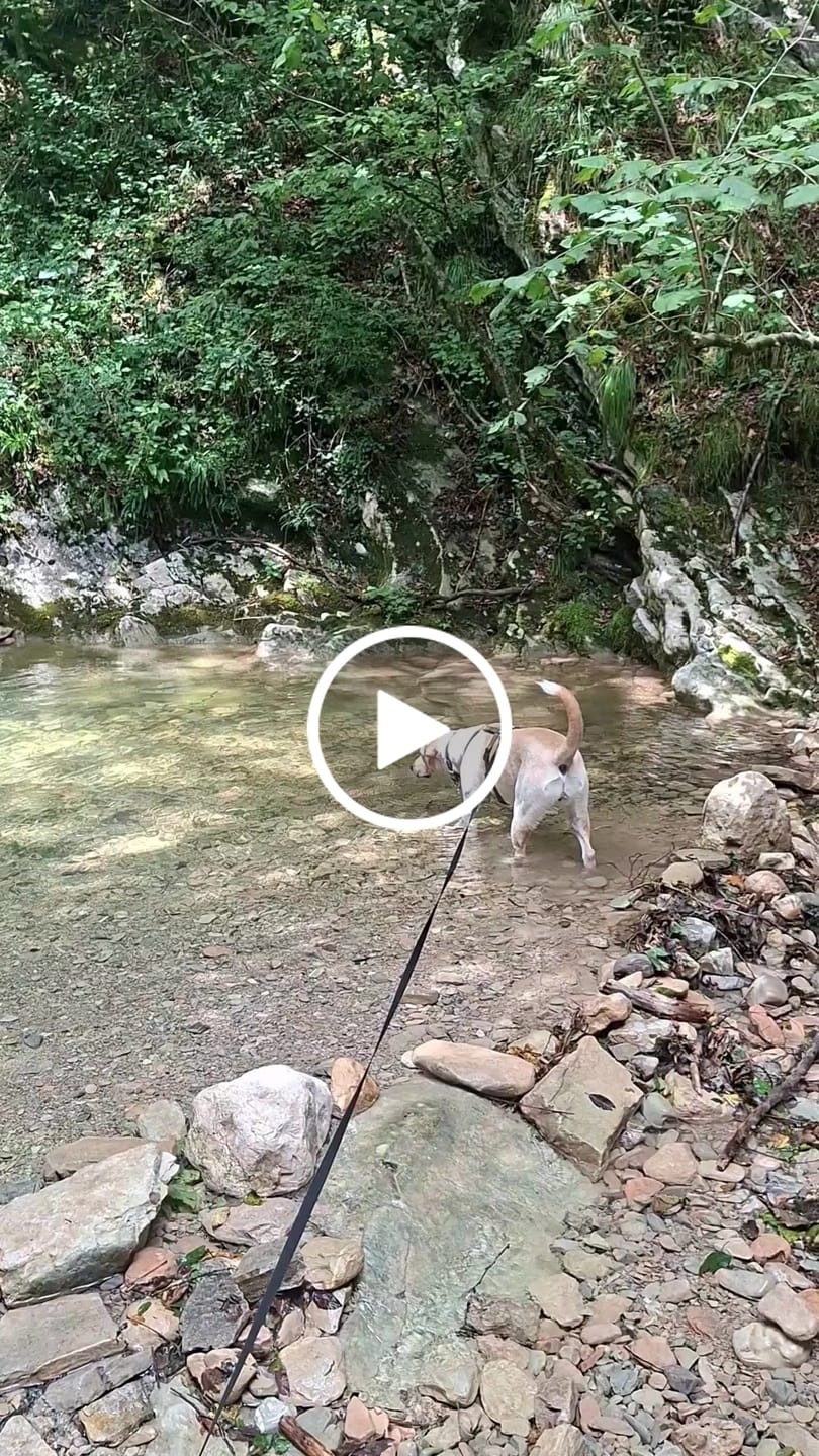 Customer video review of Allergietest Basic Hund