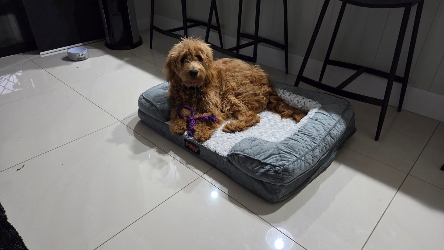 Customer photo review of Orthopedic Memory Foam Dog Bed