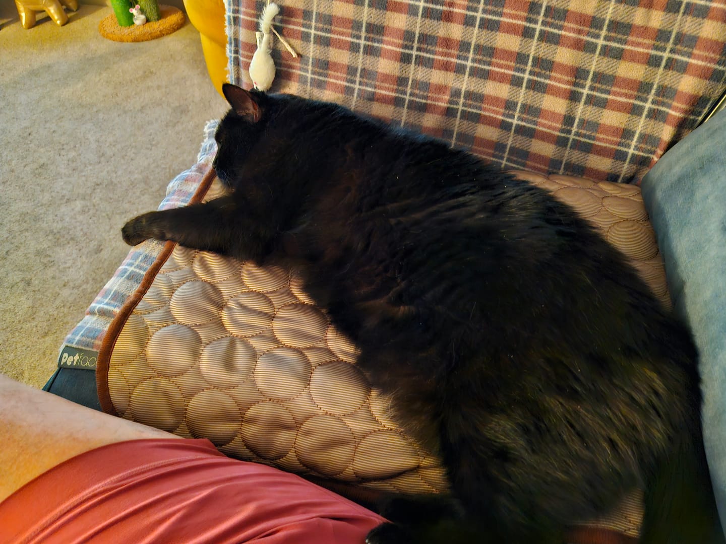 Customer photo review of The Ultimate Cooling Pet Mat