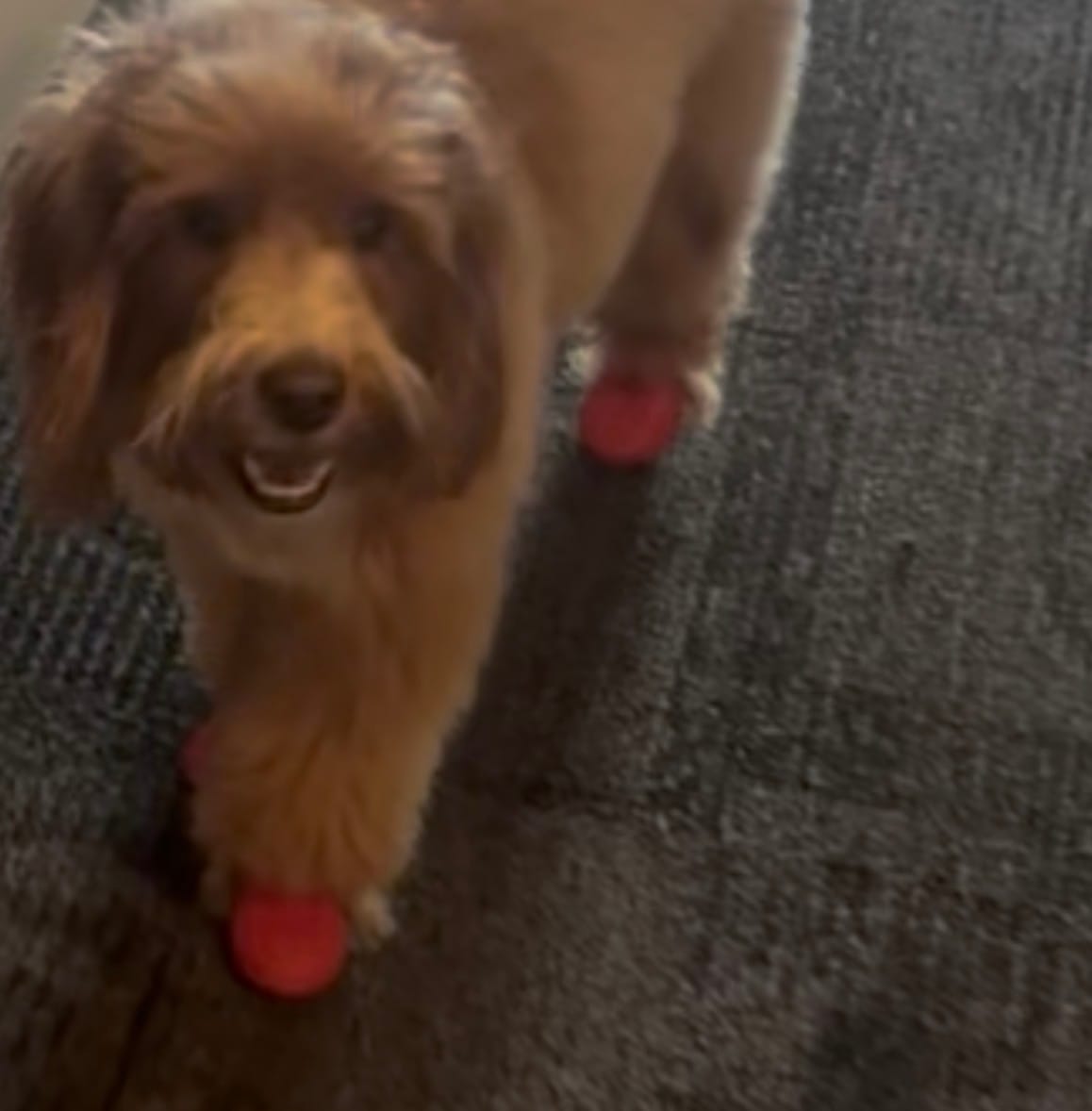 Customer photo review of WagWellies® Mojave