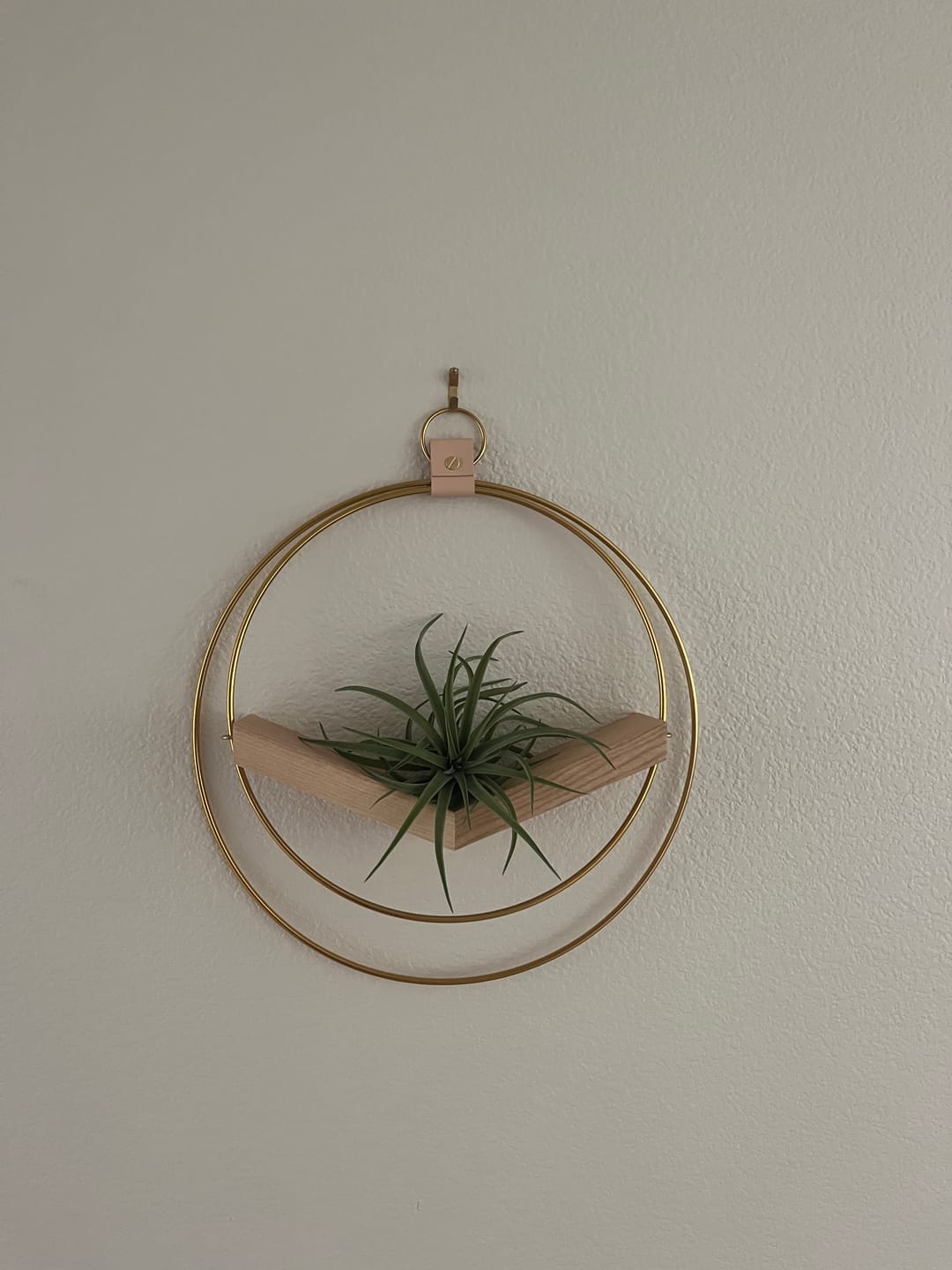 Customer photo review of Air Plant V-Hanger