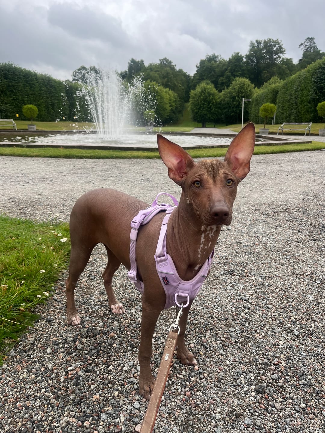Customer photo review of Anti Pull Hurricane Harness Lighter | With Handle - Lavender X Ube