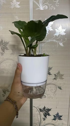 Customer photo review of Lucky Jade Plant Large Leaves