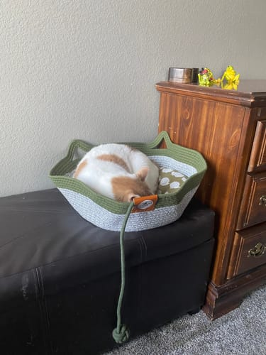 Customer's ginger cat sleeping inside the green and white Instinct Basket, sitting on a dark storage bench.