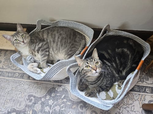 Customer's two soft, gray rope Instinct Baskets, each holding a cat on a patterned rug.
