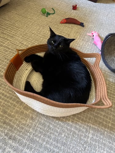 Customer's black cat lounging inside a round, two-tone Instinct Basket on a carpeted floor.