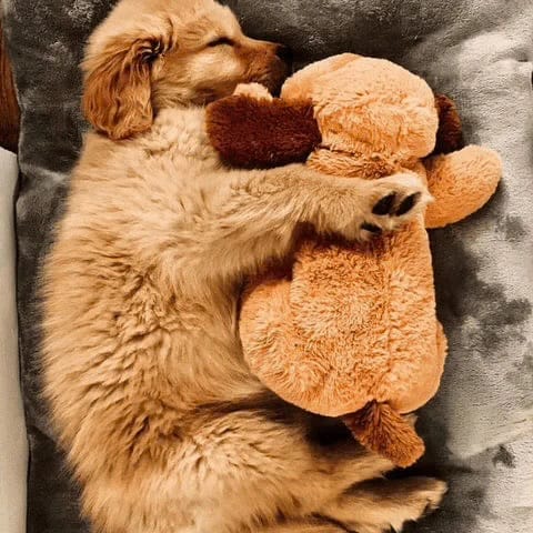 Customer photo review of Abbracciotto™ – Peluche Anti Ansia per Cani e Gatti