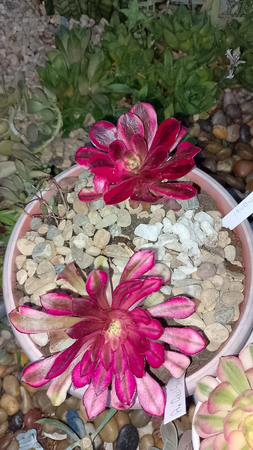 Customer photo review of Aeonium arboreum 'Chanel'