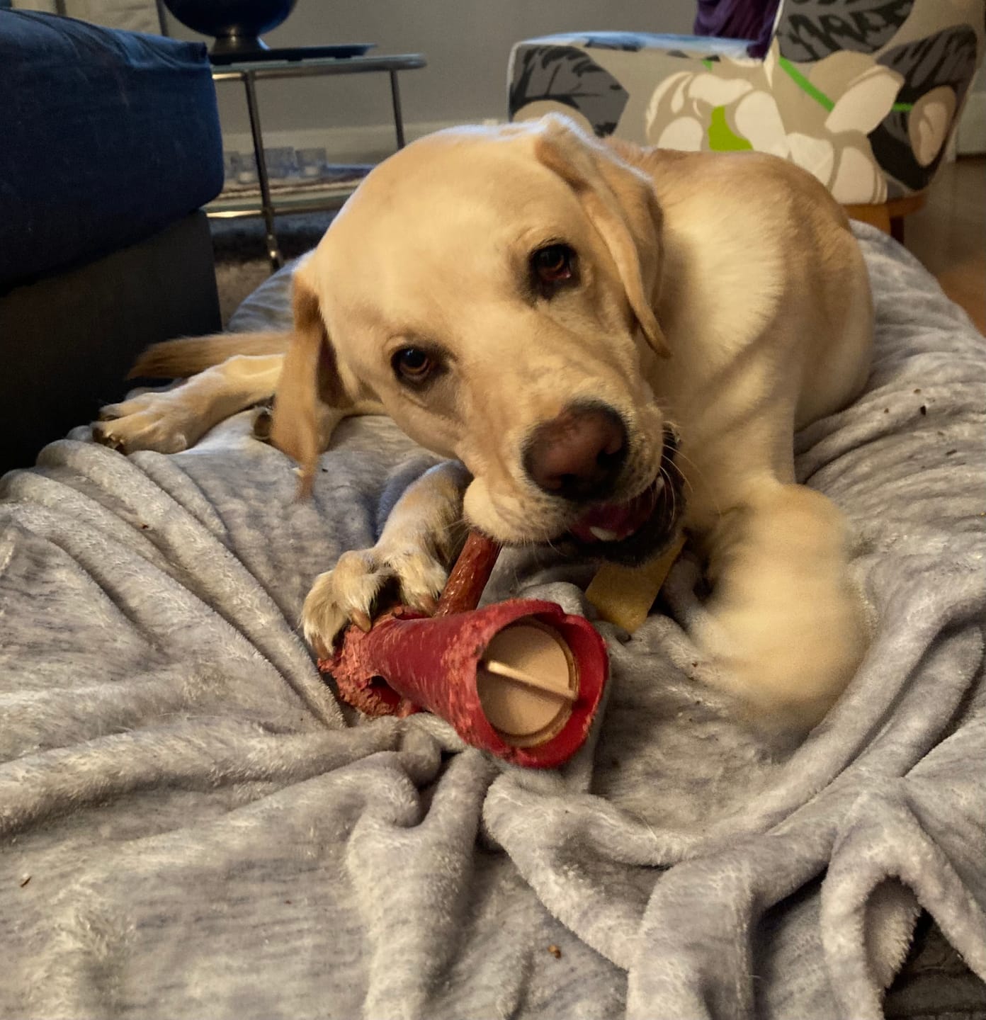 Customer photo review of Bully Stick Safety Holder