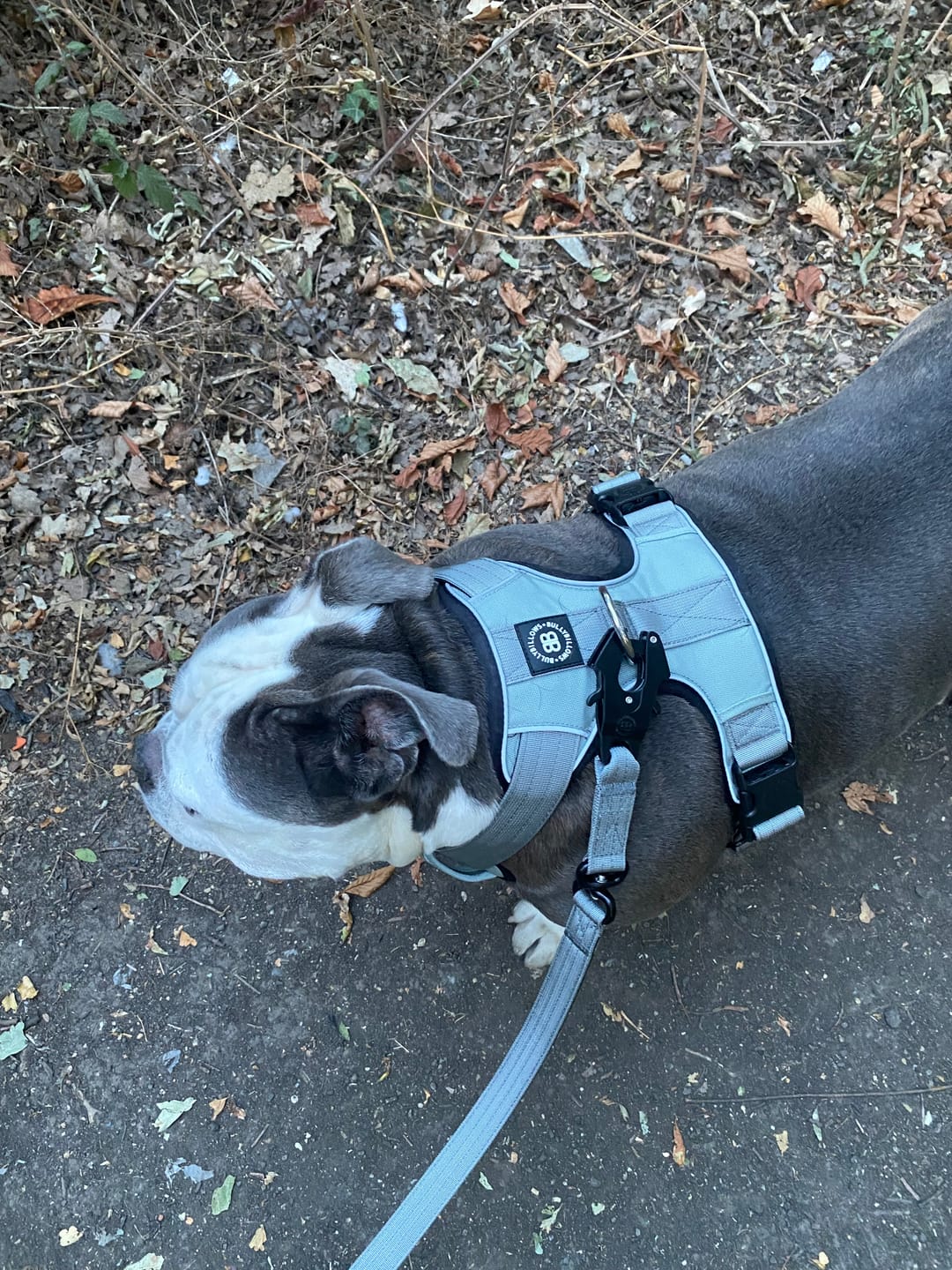 Customer photo review of Comfort Premium Harness | Non Restrictive - Metal Grey