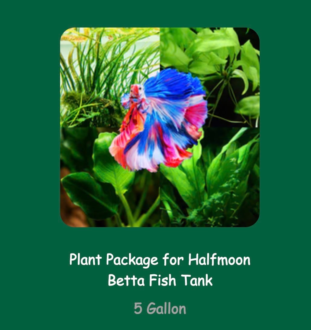 Customer photo review of Plant Package for Halfmoon Betta Fish Tank
