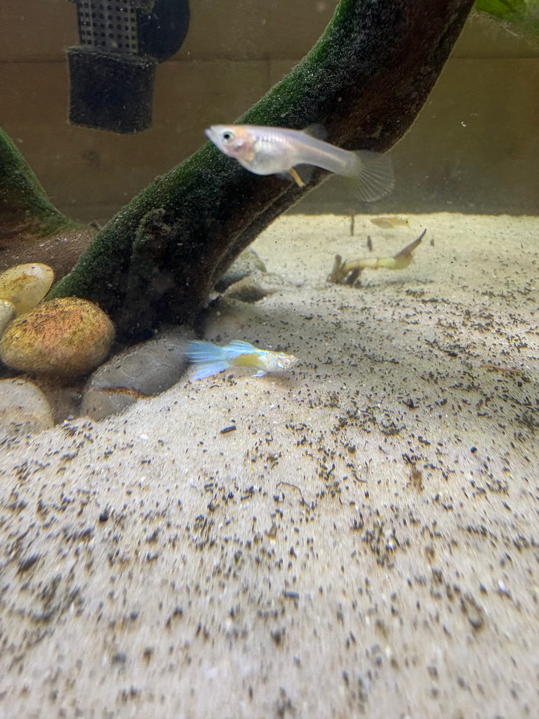 Customer photo review of Premium Mixed Color Male Guppy Fish