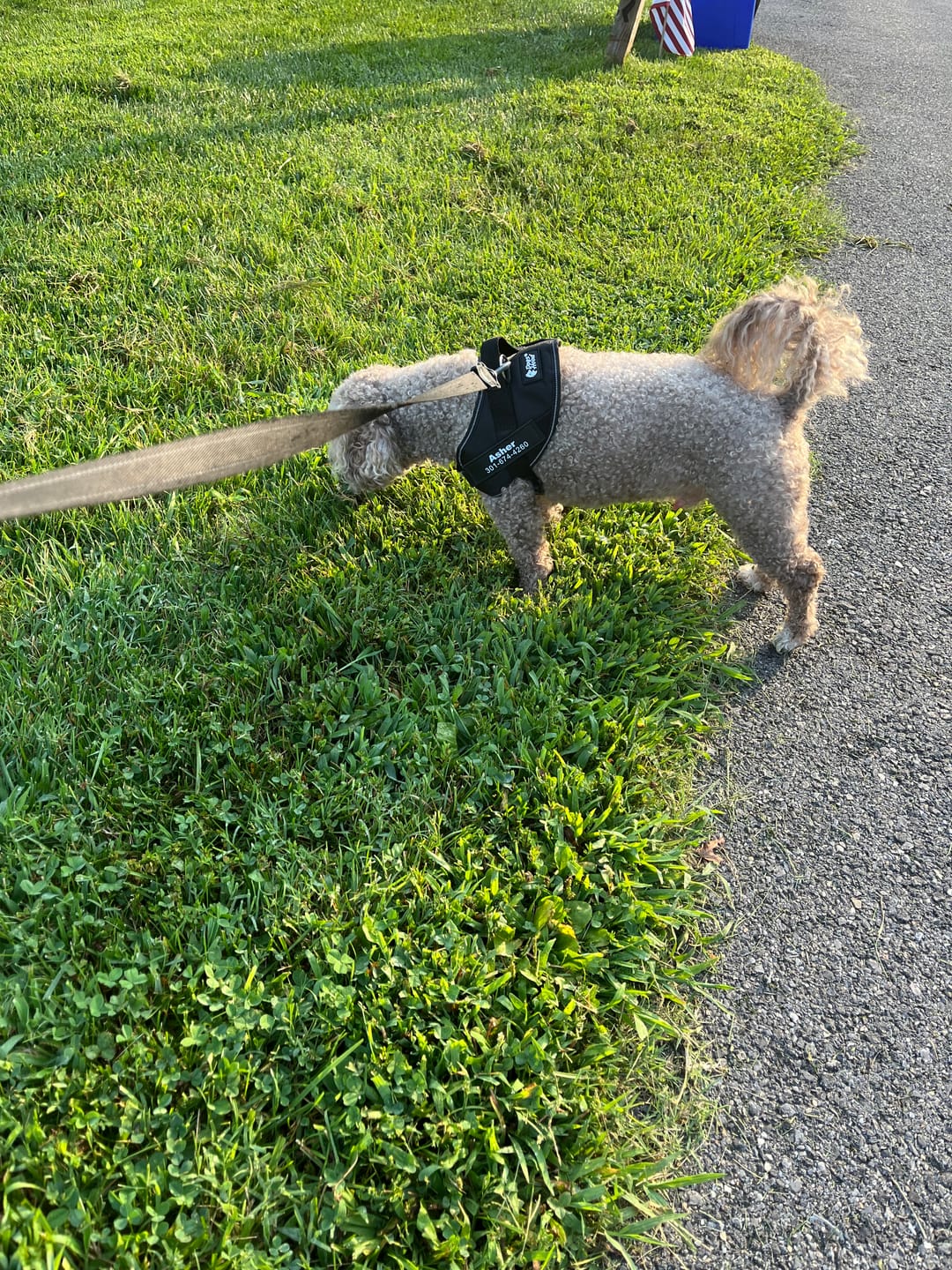 Customer photo review of Dogshood ™ Easy On