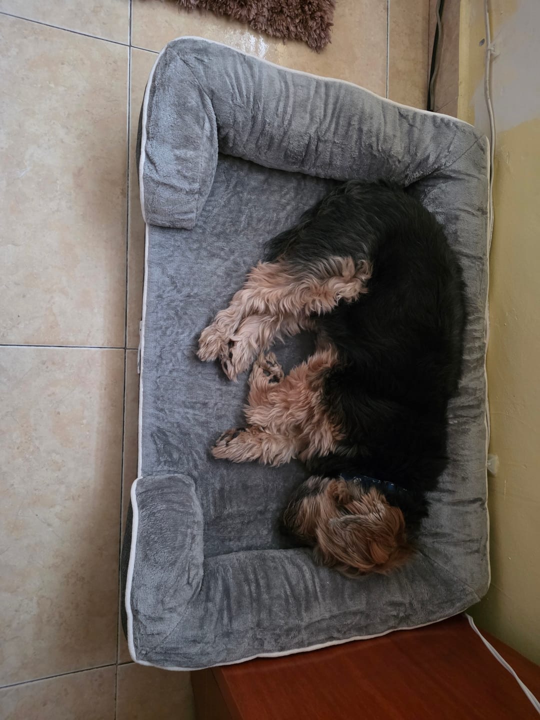 Customer photo review of Cama Ortopédica para Perros