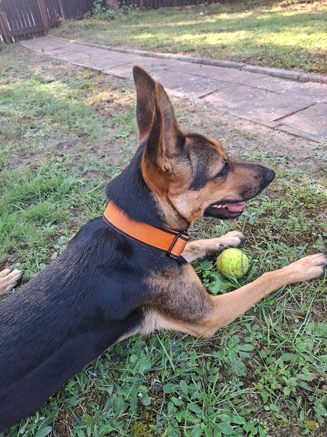Customer photo review of Szeroka obroża półzaciskowa - Martingale Black Edition Pomarańczowe
