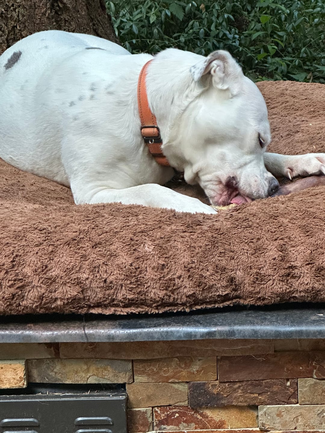 Customer photo review of Ostrich Long Bone (19" x 3.5"): The Ultimate Challenge for Medium, Large & Extra-Large Dogs