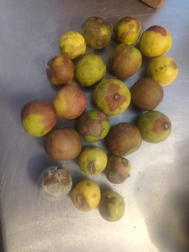 Customer photo review of Organic Key Limes 3 lbs