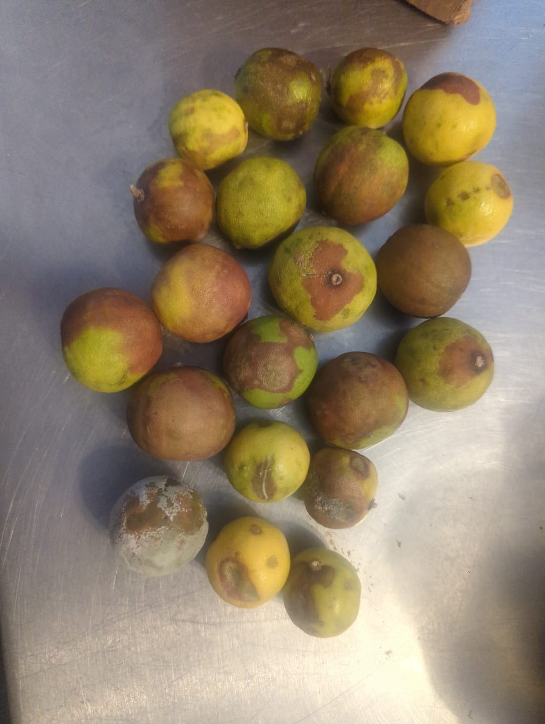 Customer photo review of Organic Key Limes 3 lbs