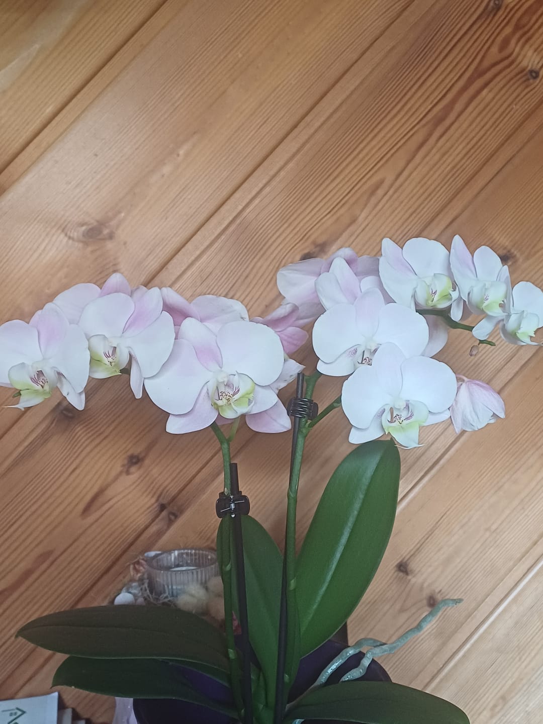 Customer photo review of Table Dance Angel Eyes mit hellrosa Blüten und 2 Rispen