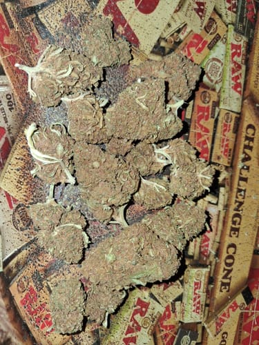 Customer photo review of Cheap THCA Flower Ounce