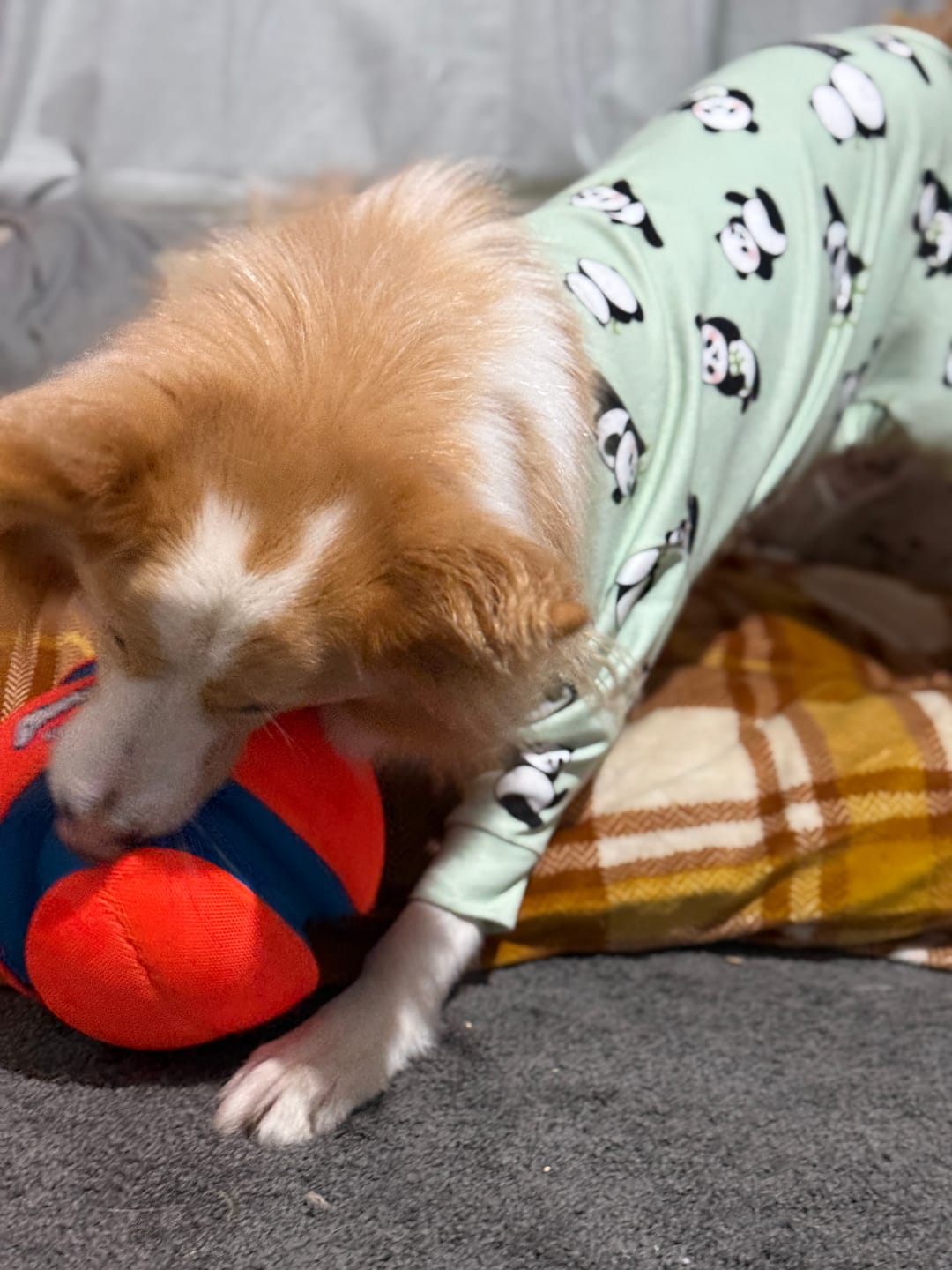 Customer photo review of Dog Pajama - Panda