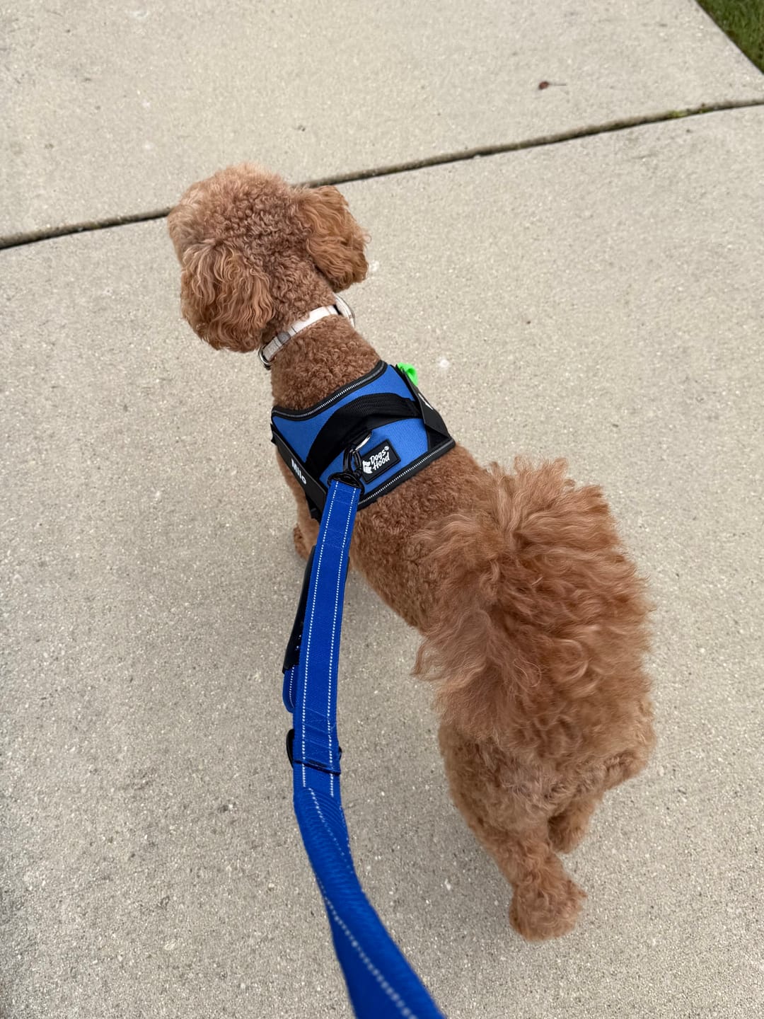 Customer photo review of Dogshood ™ Ergonomic Harness