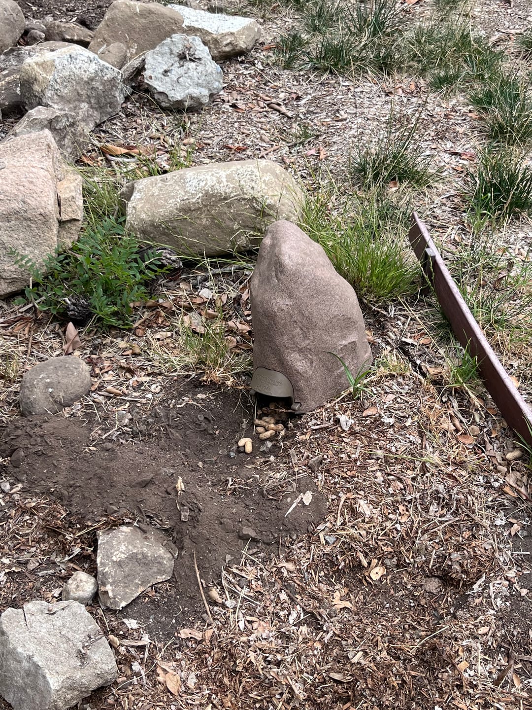 Customer photo review of TerraTrap Ground Squirrel Kit