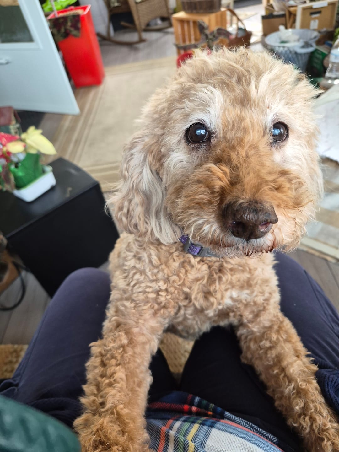 Customer photo review of Freeze Dried Goods - Chicken Liver - Dog Treats