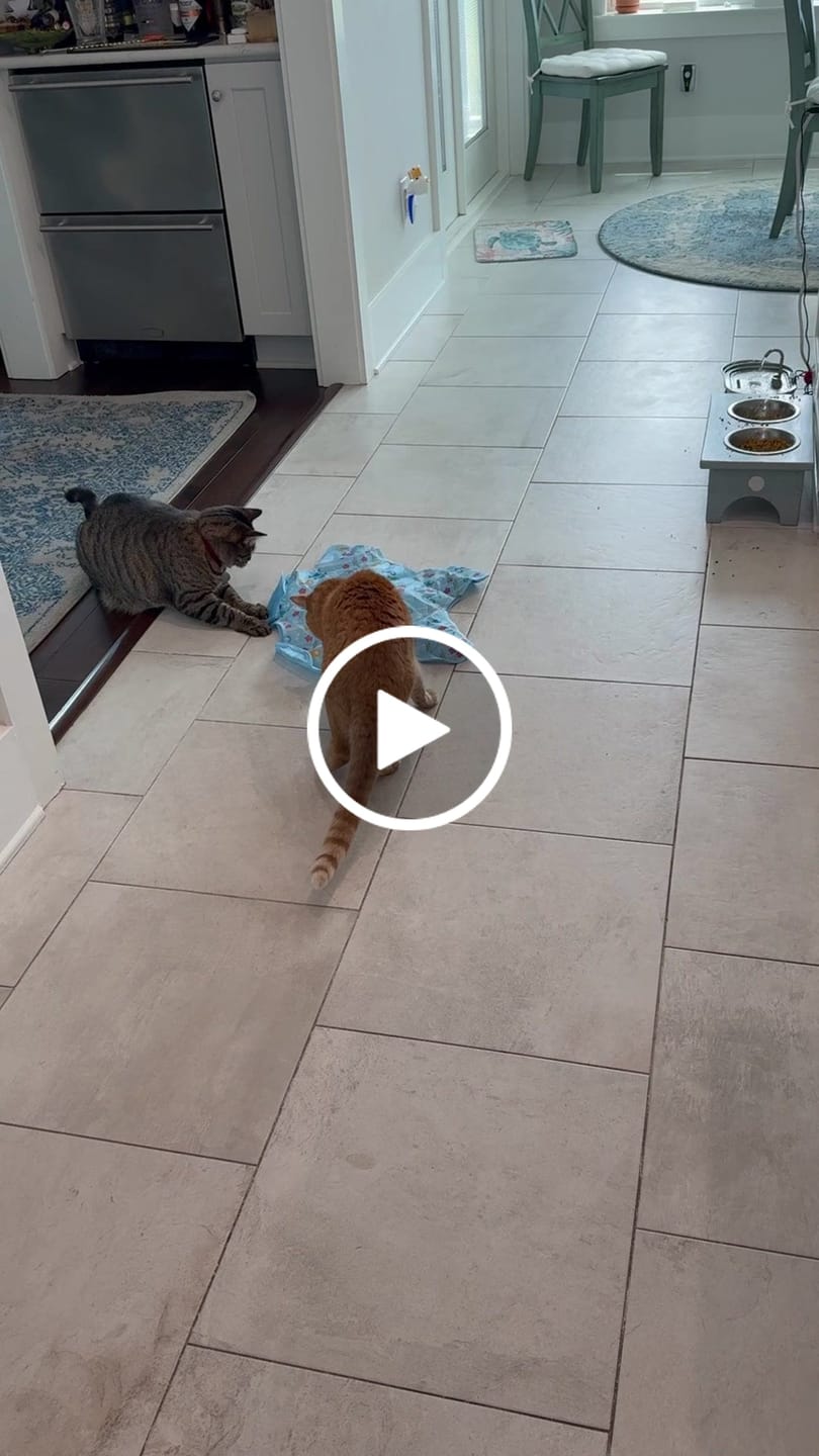 Customer video review of PEEKY TAIL 2.0
