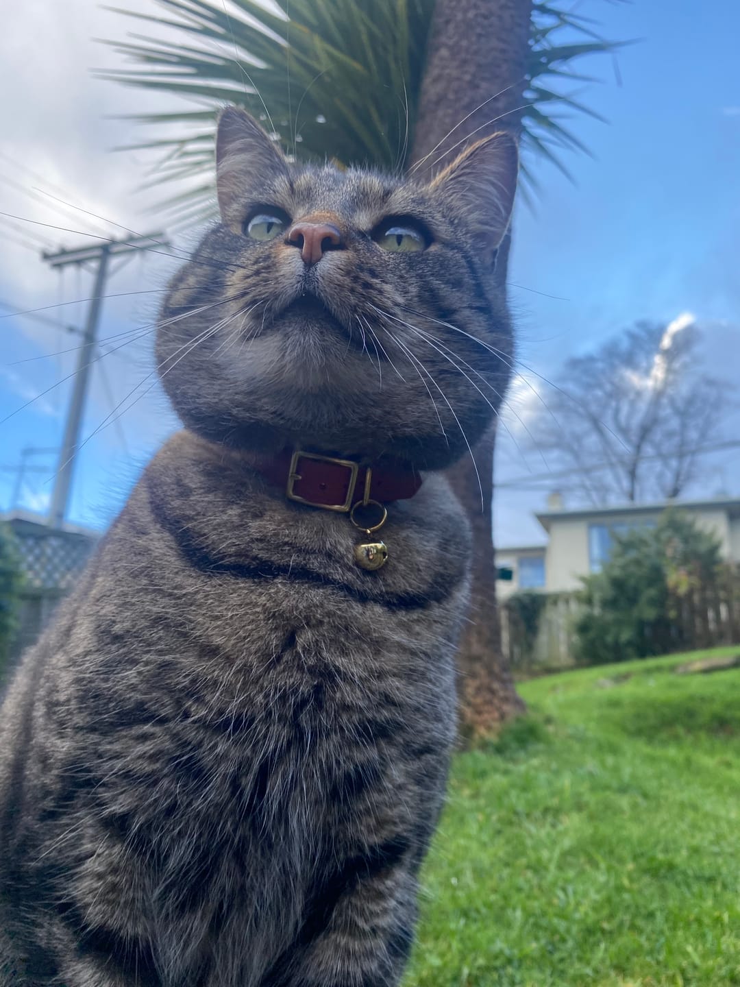 Customer photo review of Leather Cat Collar with Nameplate - Custom Sized