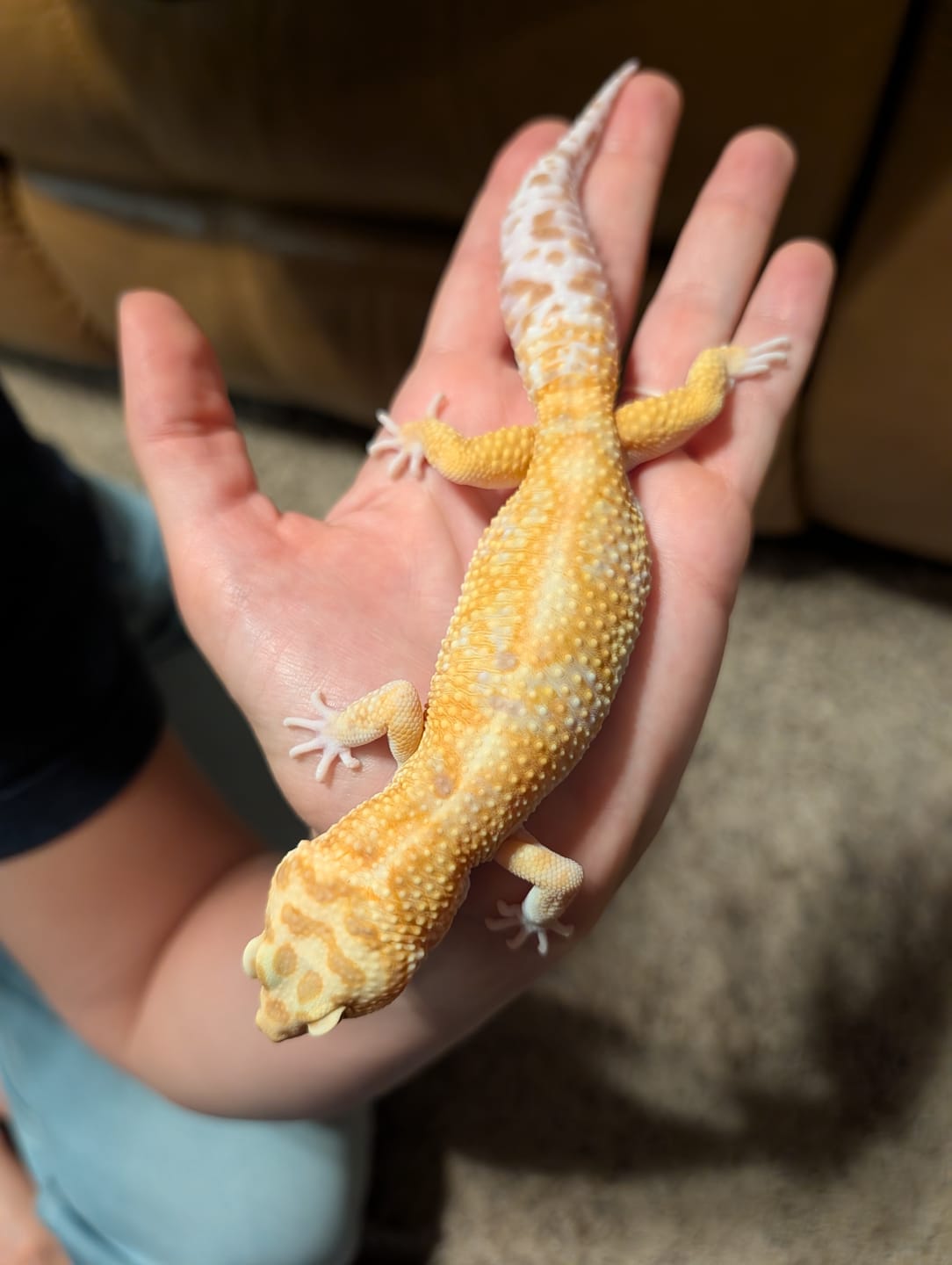 Customer photo review of Male Mandarin Bold Tremper Albino Emerine W&Y