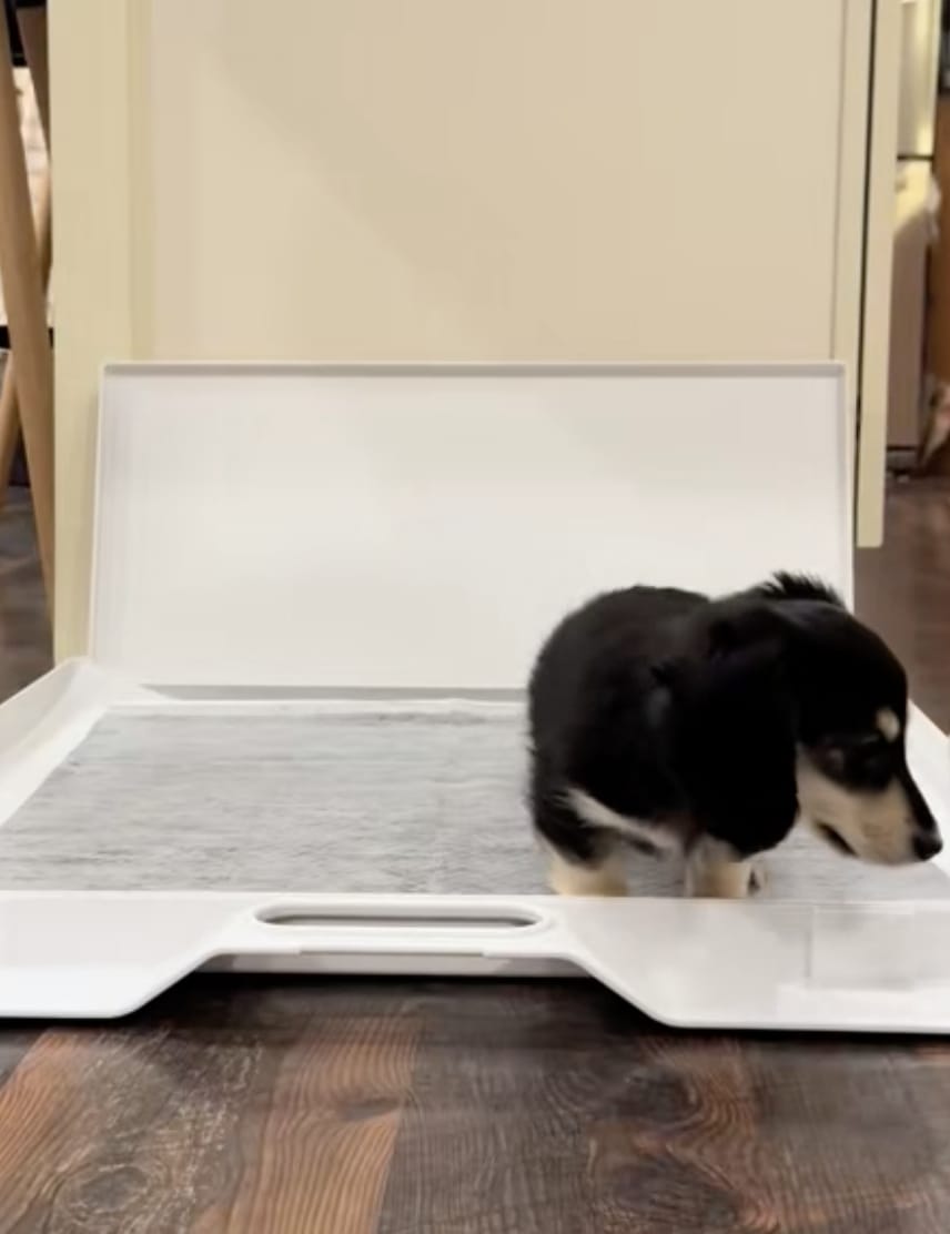 Customer photo review of Nomad Nap Travel & Portable Dog Bed