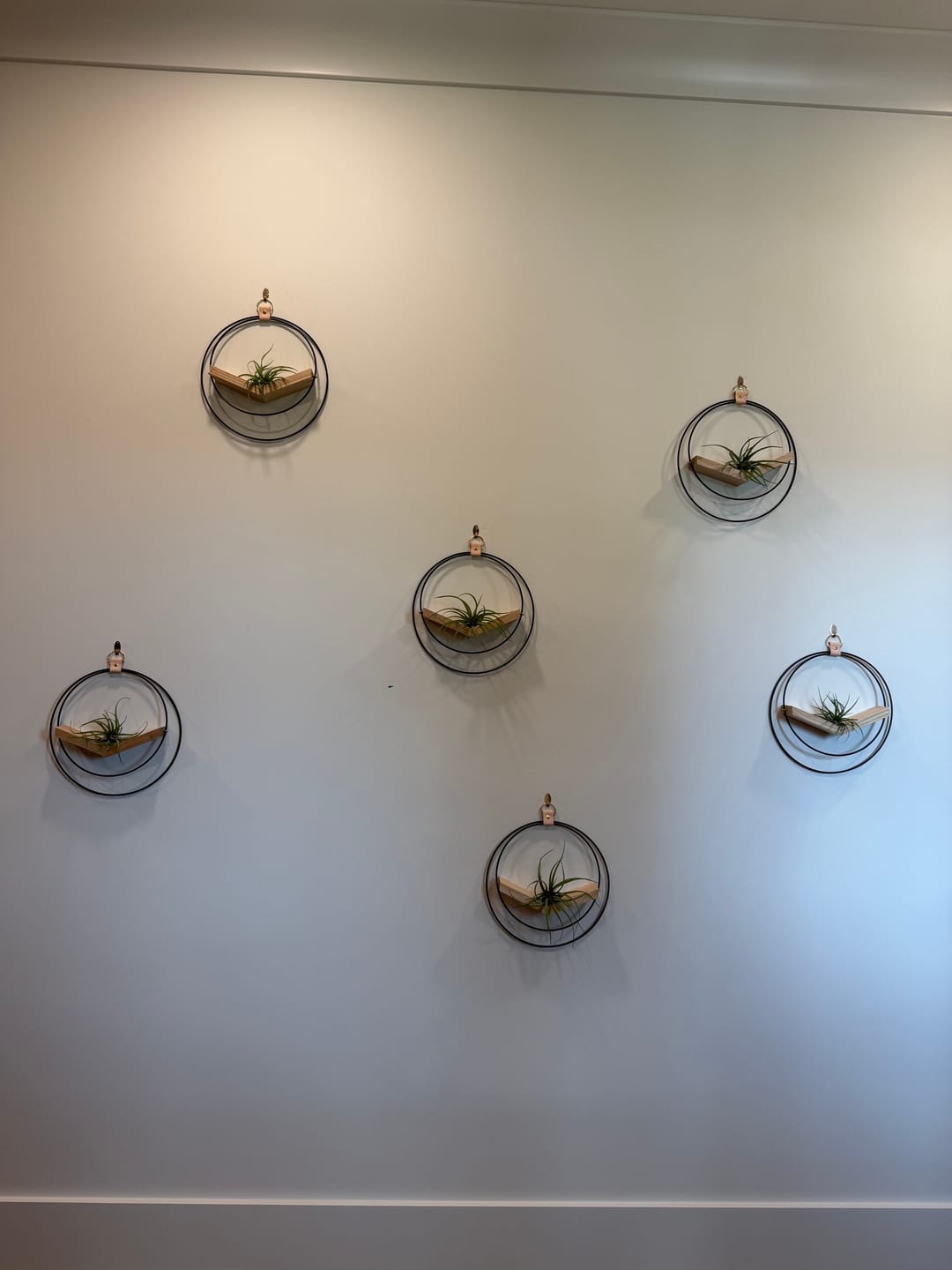 Customer photo review of Air Plant V-Hanger Trio