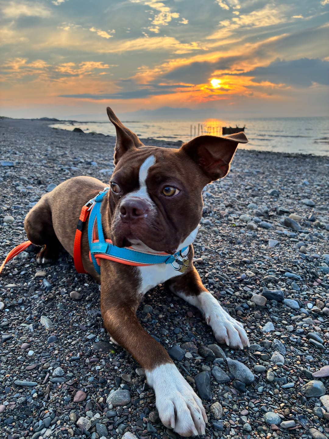 Customer photo review of Grab & Go Harness - Teal & Apricot