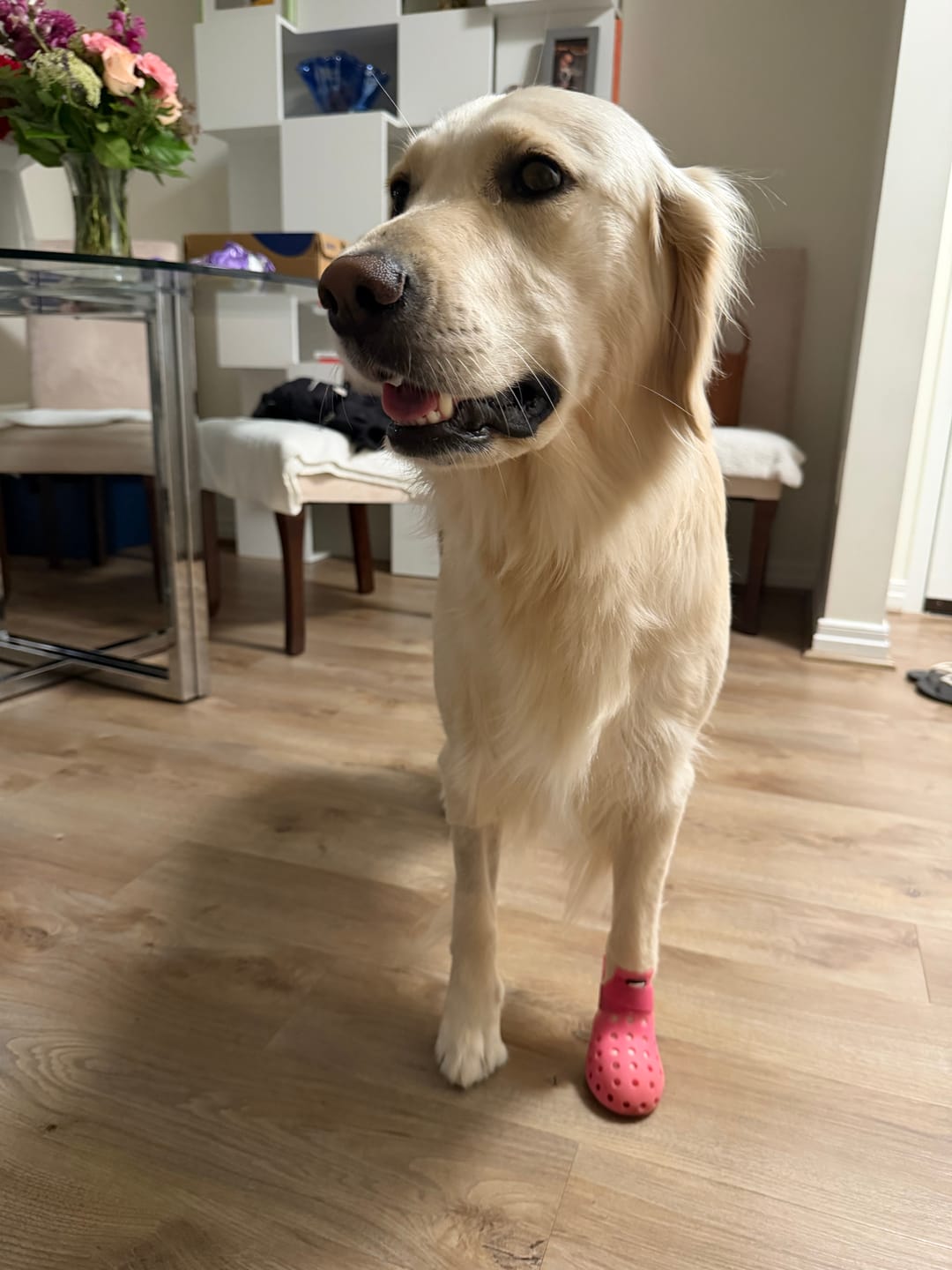 Customer photo review of WagWellie® Mojave Single