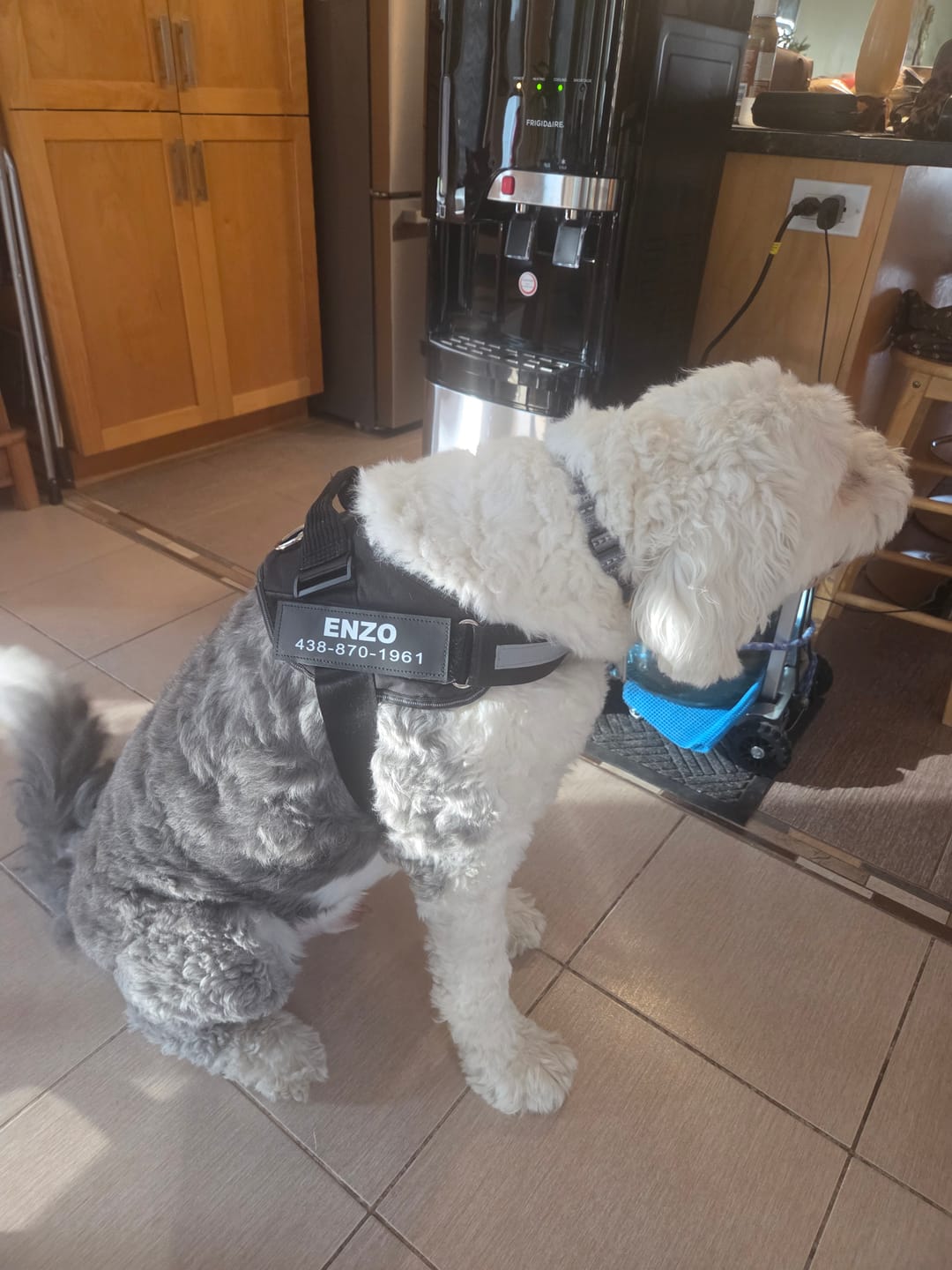Customer photo review of Dogshood ™ Easy On
