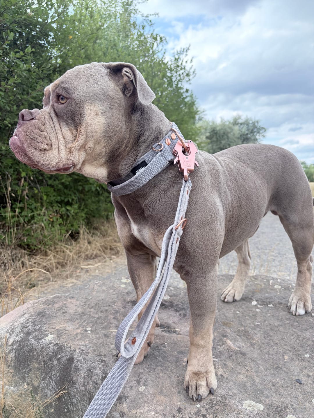 Customer photo review of Multi Guard Leash Rose Edition Grått - Multi-väktarkoppel
