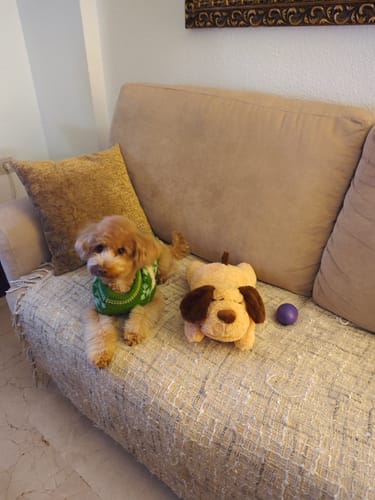 Customer photo review of Peluche Antiestrés
