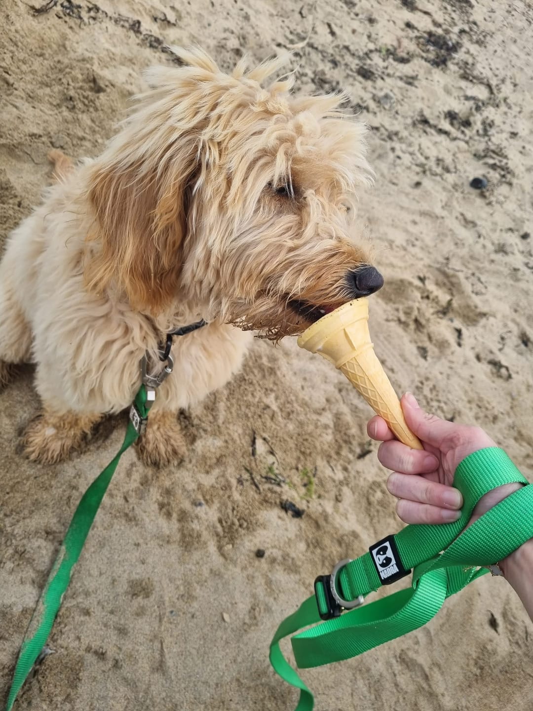Customer photo review of City Leash (Hands-free)